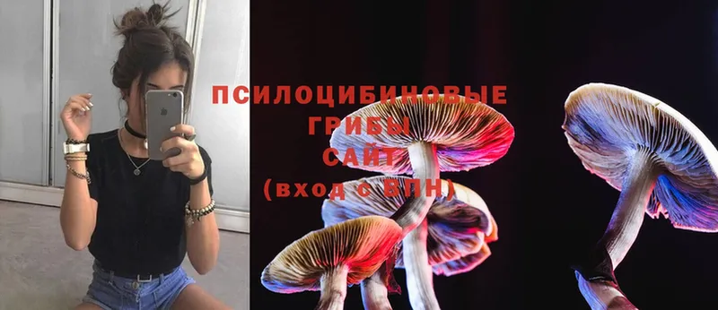 дарнет шоп  Муром  Галлюциногенные грибы прущие грибы 